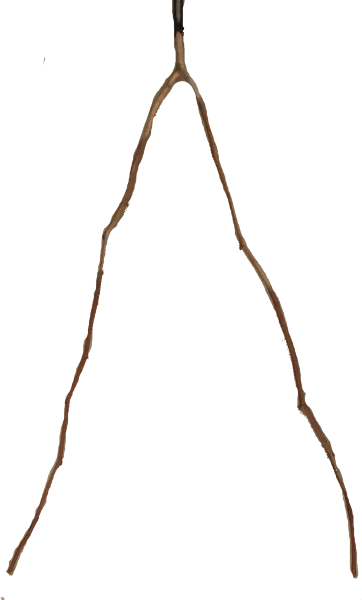 dowsing stick
